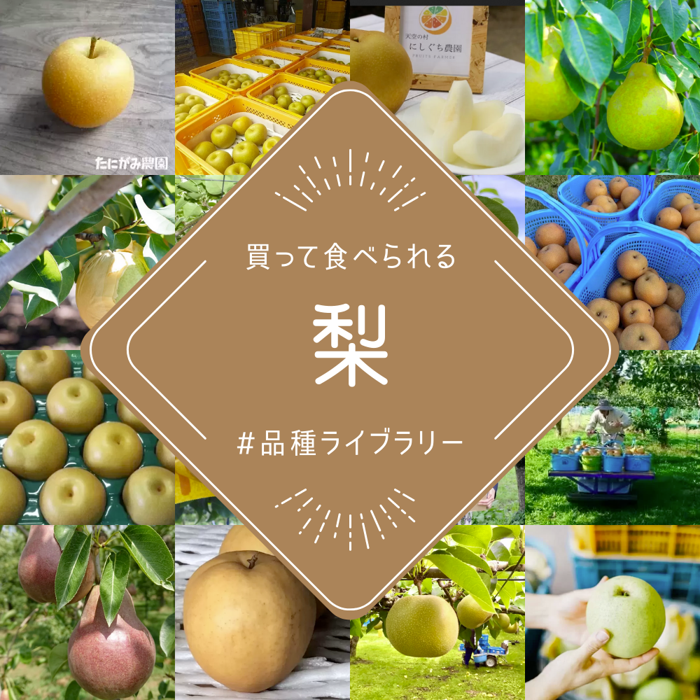 農家直送の桃21種類ご紹介🍑買って食べられる桃の品種図鑑(2022年8月4 